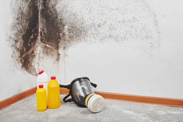 Home Mold Removal in North Plainfield, NJ