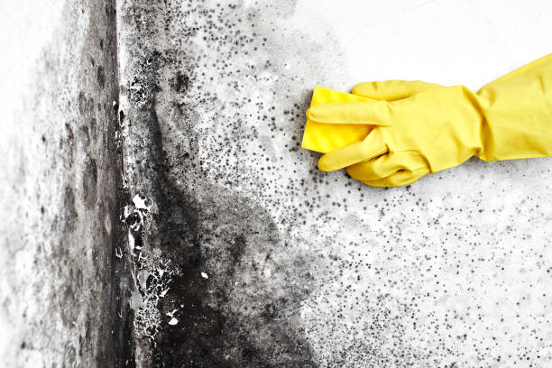 Best Home Mold Removal  in North Plainfield, NJ