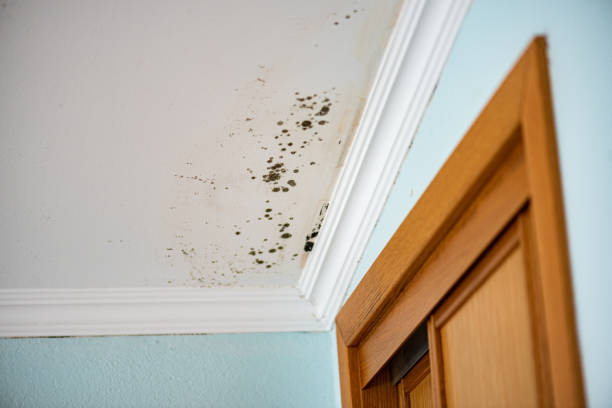 Best Attic Mold Removal  in North Plainfield, NJ