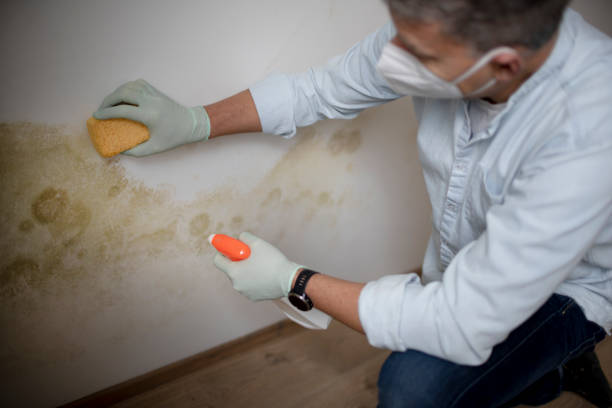 North Plainfield, NJ Mold Removal Company
