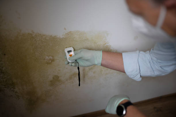 Mold Testing and Removal in North Plainfield, NJ