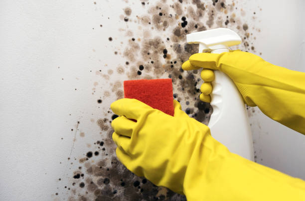 Best Mold Damage Repair  in North Plainfield, NJ