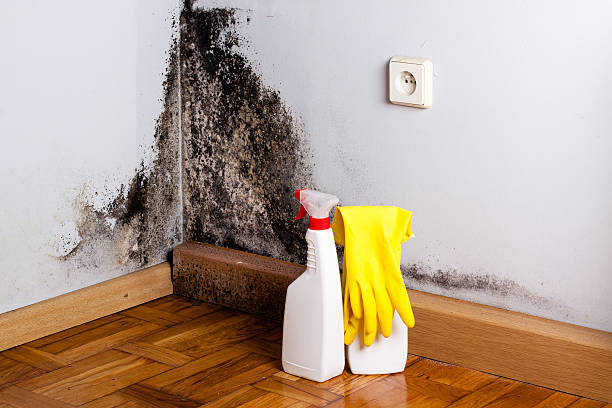Best Professional Mold Removal  in North Plainfield, NJ